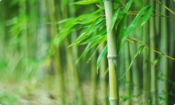 The Real Story Behind Bamboo Wipes - Why Material Matters